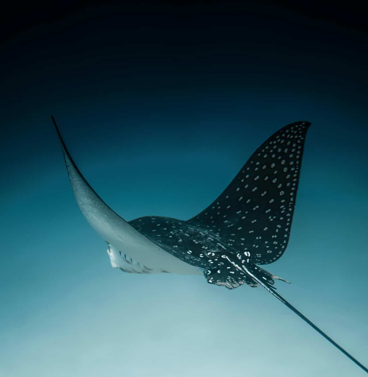 Blue Spotted Ray